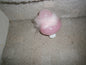 berry blush bubble bath duck