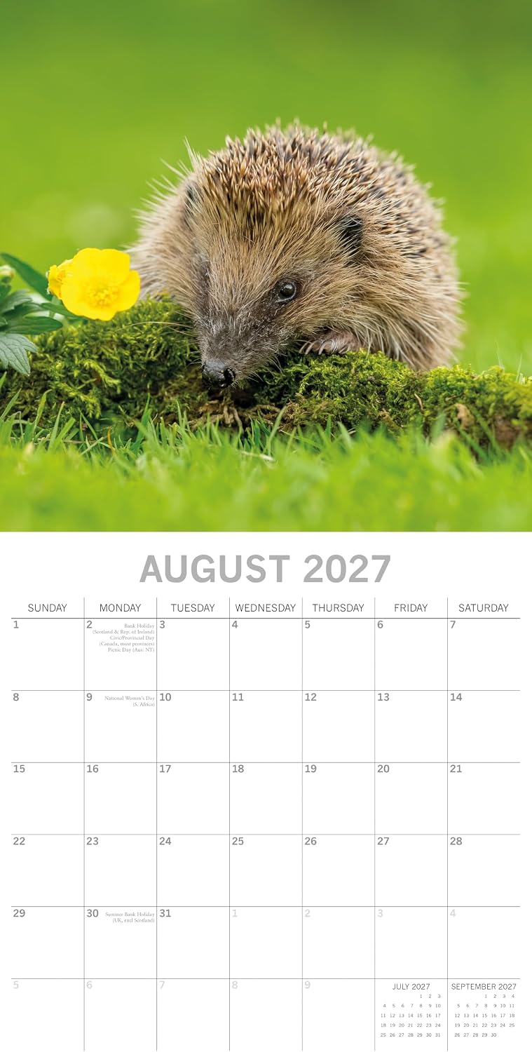Hedgehogs 2026-2027 Calendar, 16-Month Square Wall Calendar (Sept 2026 – Dec 2027), UK Planner with Hedgehogs, For Animal Lovers, Home Decor, Office Organiser | 30 x 30 cm