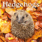 Hedgehogs 2026-2027 Calendar, 16-Month Square Wall Calendar (Sept 2026 – Dec 2027), UK Planner with Hedgehogs, For Animal Lovers, Home Decor, Office Organiser | 30 x 30 cm